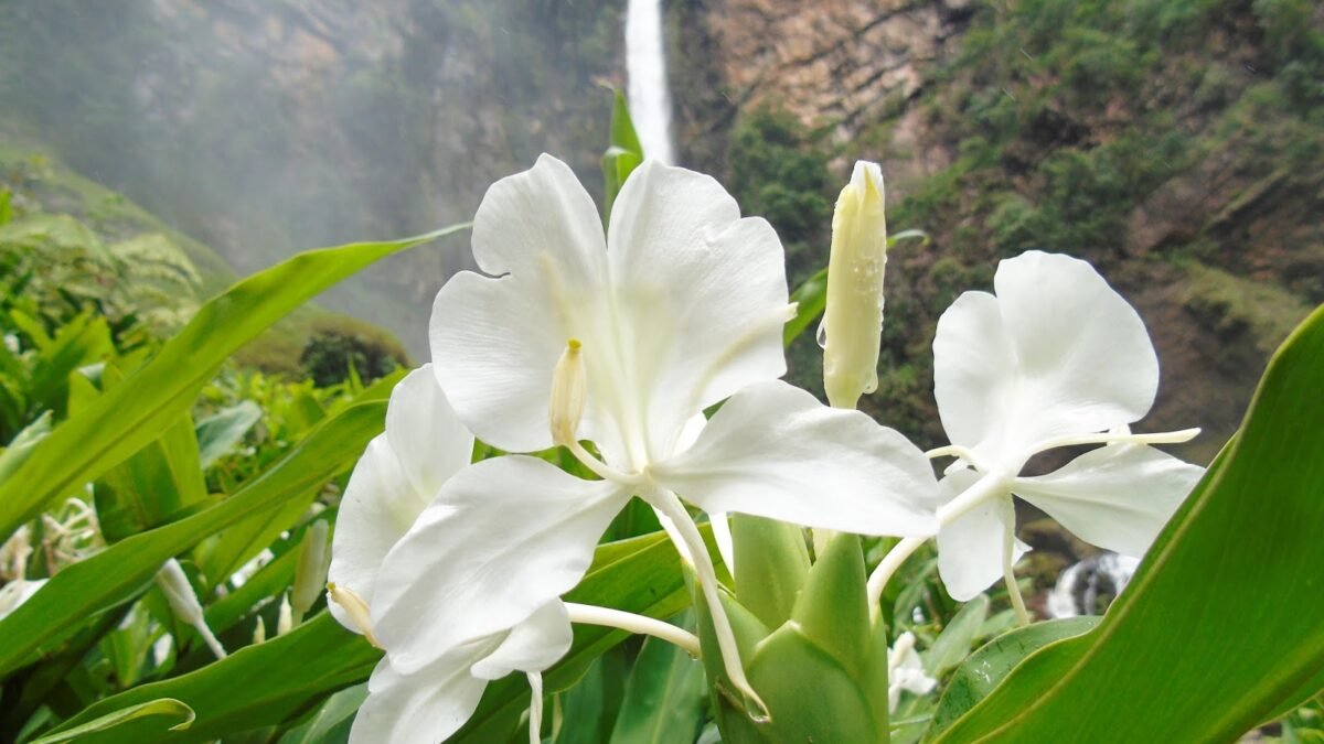 Lírio do Brejo ou flor do Brejo: origem, benefícios e como usar - Flores  Coloridas