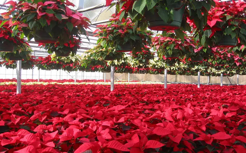 flor bico de papagaio ou flor de natal