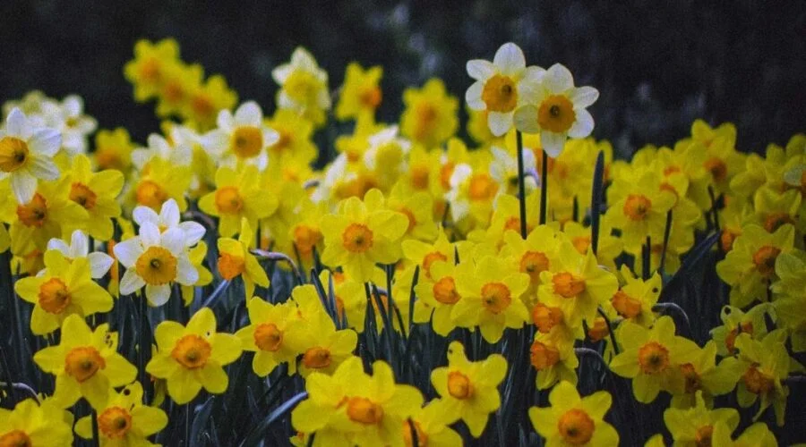 flor narciso