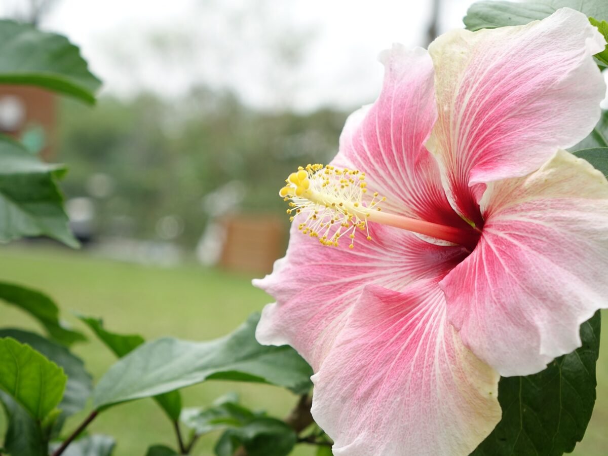 Aprender Sobre Imagem Cha De Hibisco Riscos E Beneficios Br Thptnganamst Edu Vn