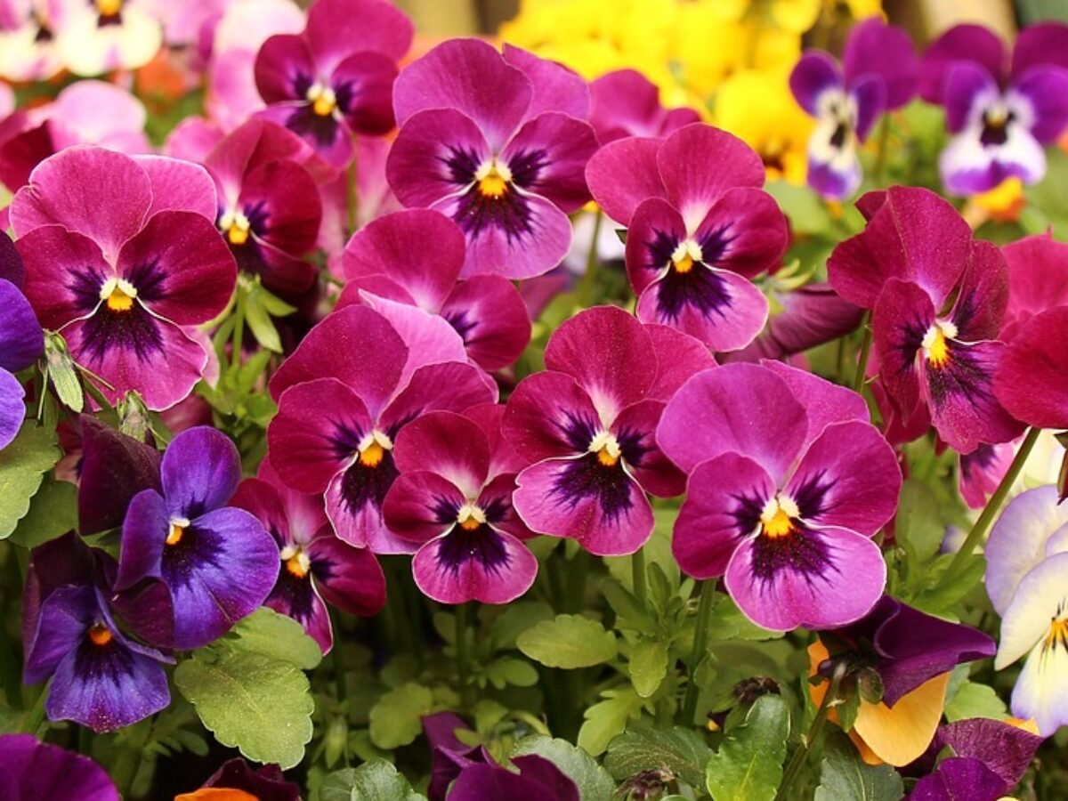Flor Amor Perfeito: como plantar e cuidar? - Flores Coloridas