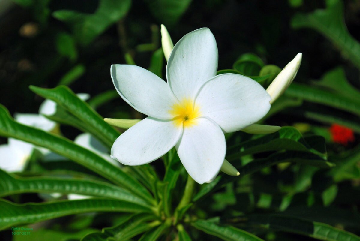 Saiba mais sobre a planta Flor do Caribe (Jasmim do Caribe) - Flores  Coloridas