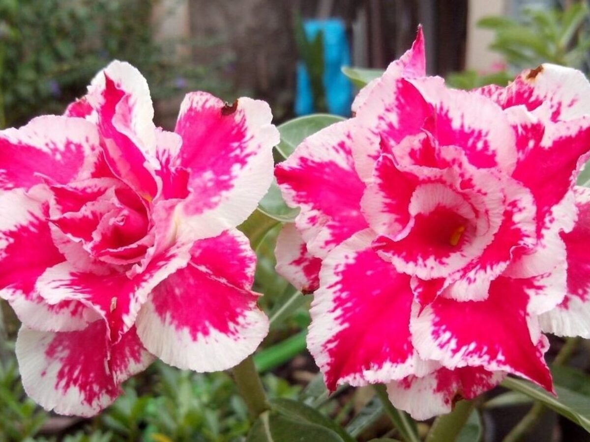 Rosa do Deserto: como cultivar e plantar em casa - Flores Coloridas