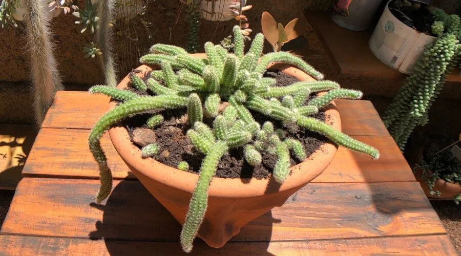 cacto amendoim