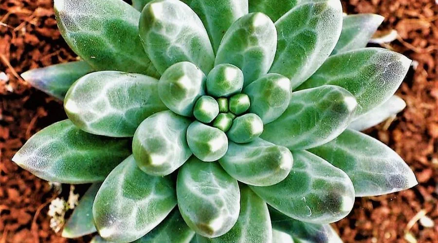 suculenta diamante