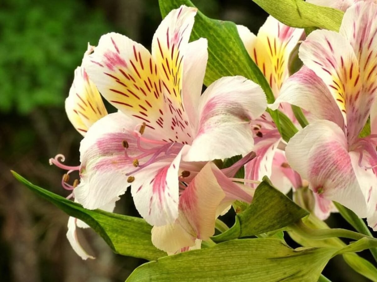 Flor Astromélia: cultivo e dicas de arranjo! | Flores Coloridas