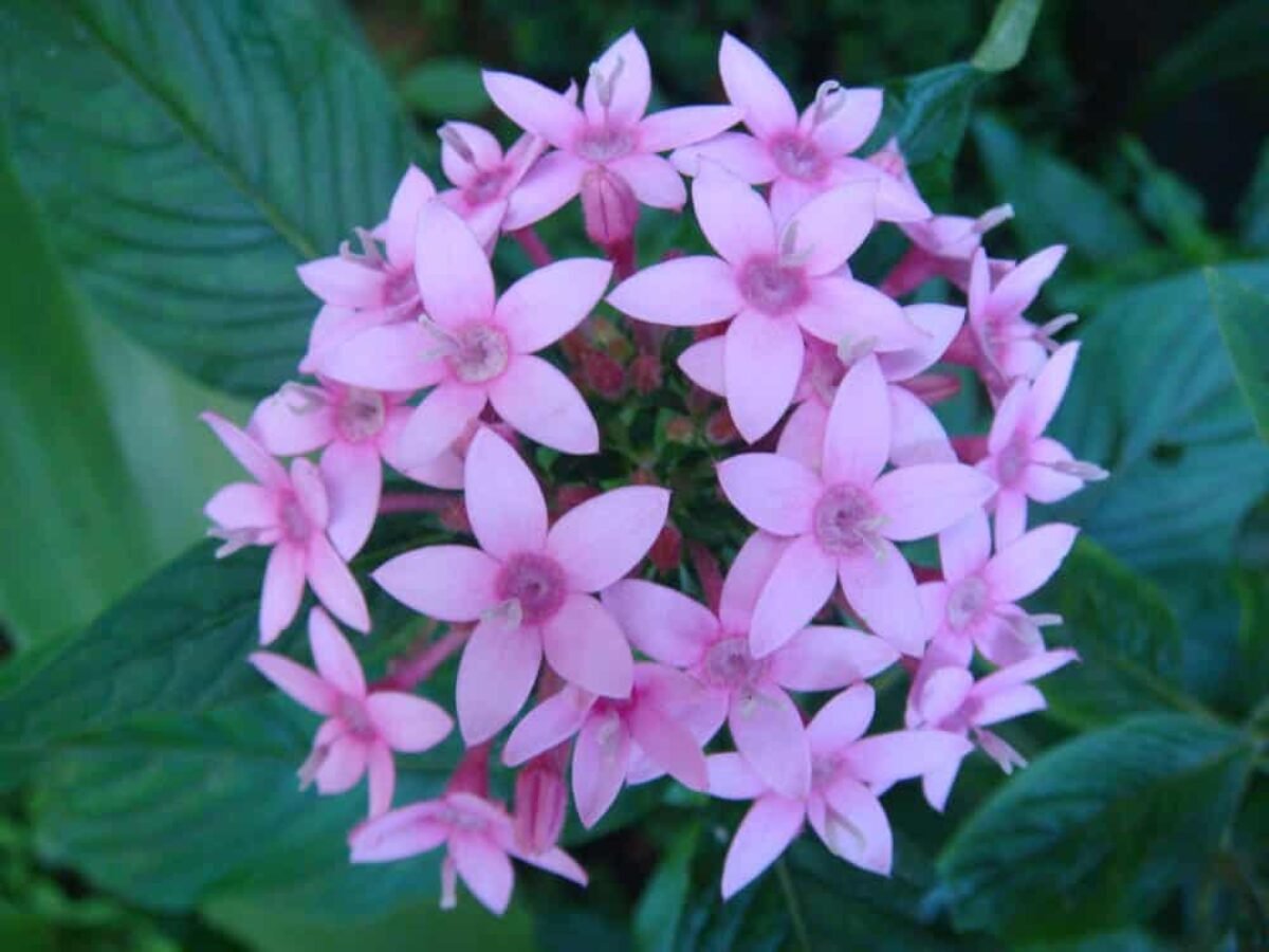 Estrela do Egito ou Penta Lanceolata: cultivo e mais! | Flores Coloridas