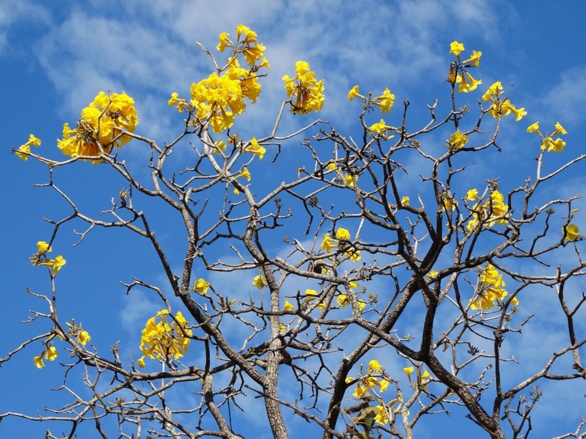 Ipê do Cerrado: tipos, cuidados e florescimento | Flores Coloridas