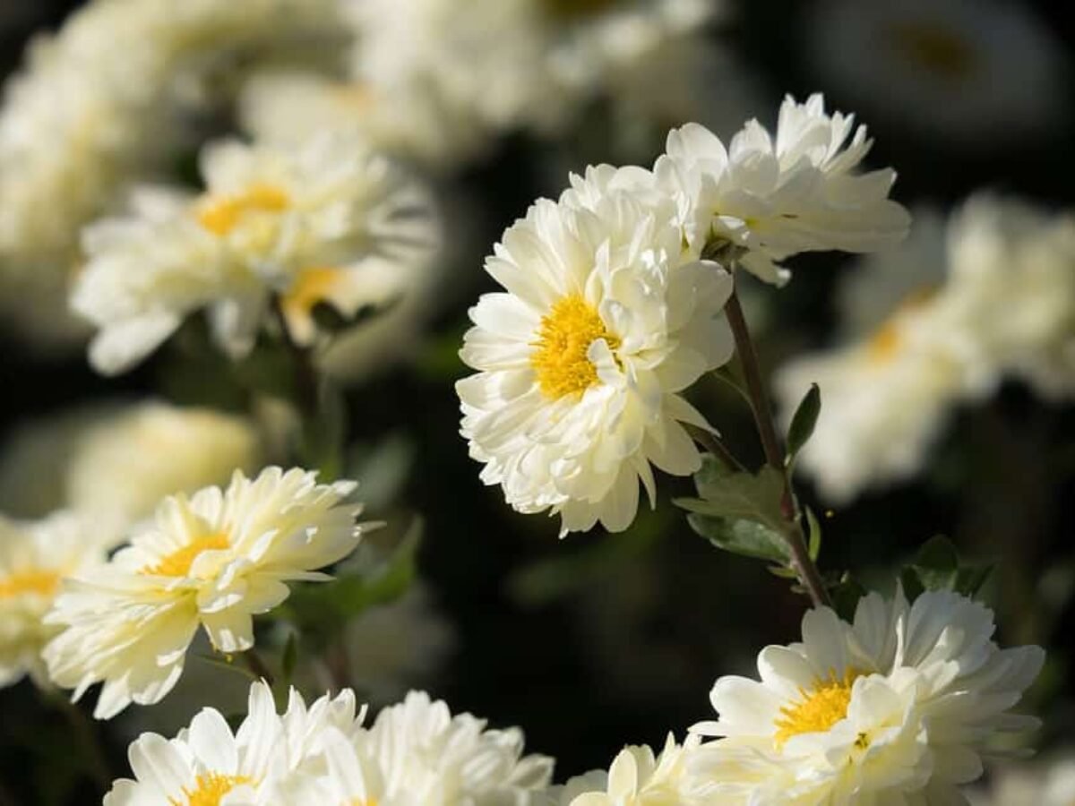 Flor Crisântemo: cuidados e significados | Flores Coloridas