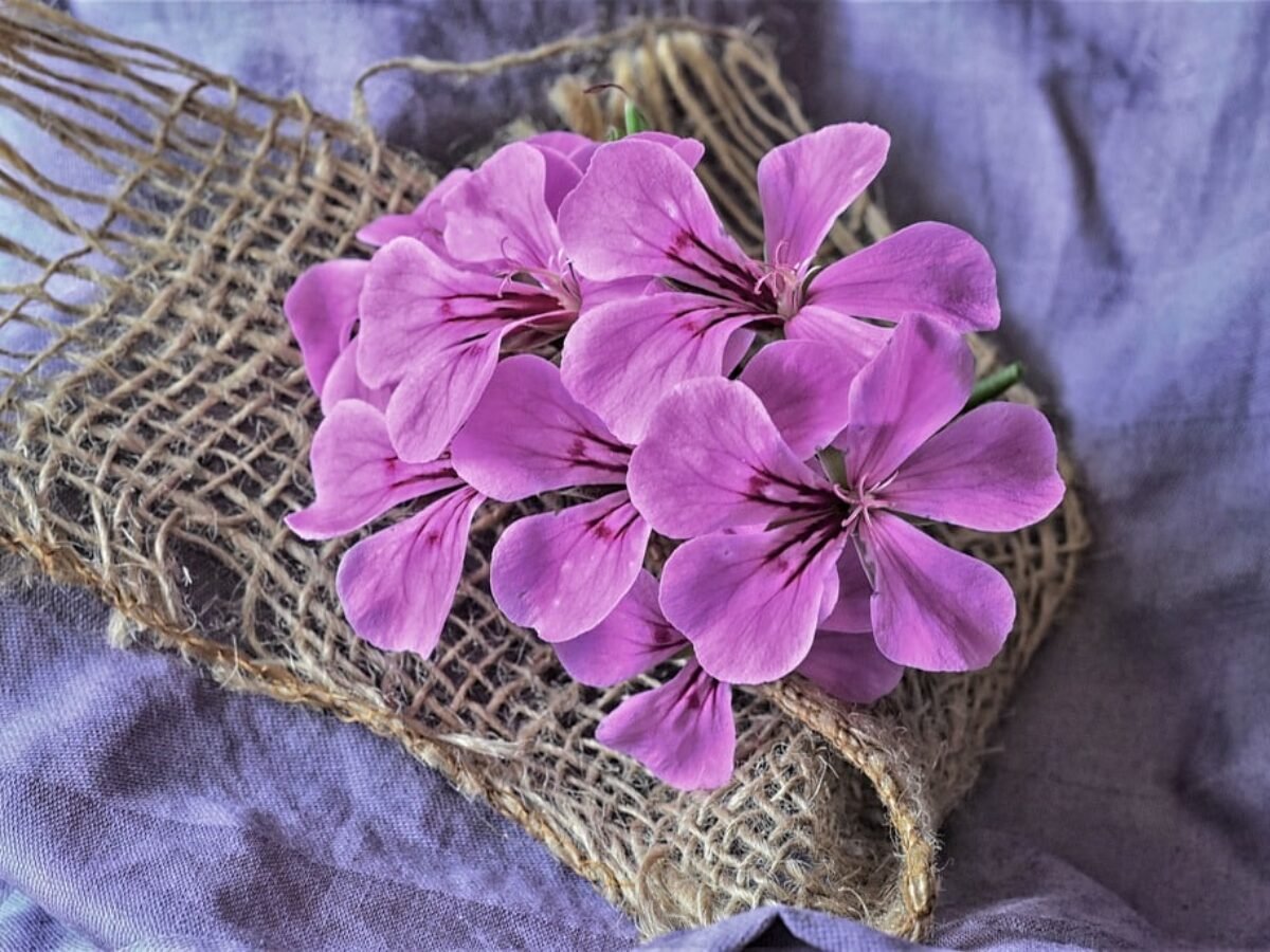 Flor Gerânio ou Sardinheira: cuidados e dicas | Flores Coloridas