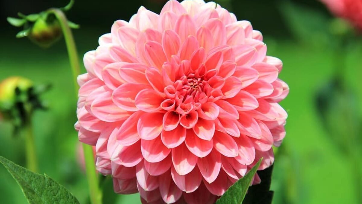 Flor Dália: confira as 15 espécies fáceis de cuidar! | Flores Coloridas