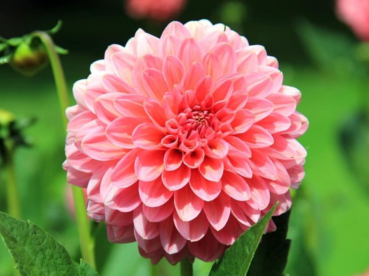 Flor Dália: confira as 15 espécies fáceis de cuidar! | Flores Coloridas