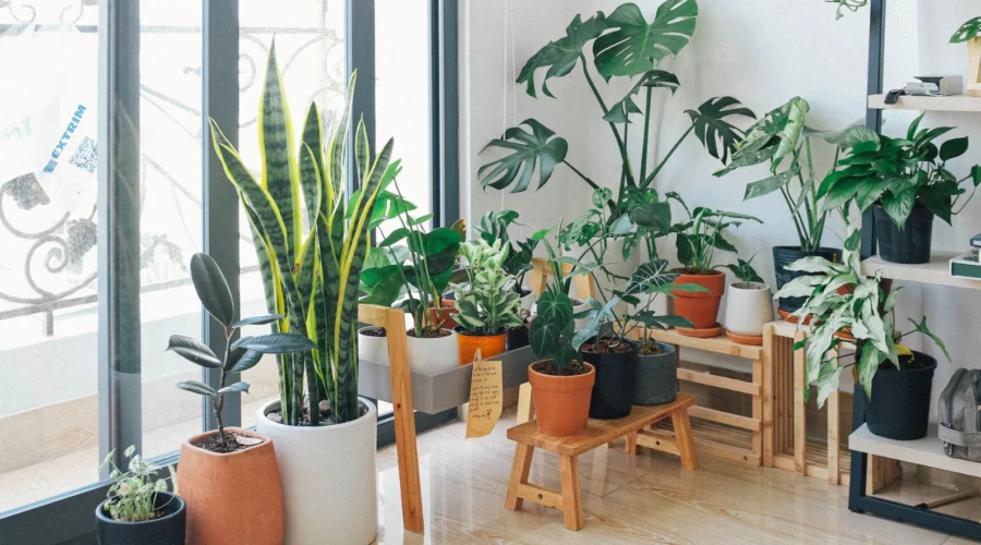 Várias plantas para área interna juntas em um ambiente