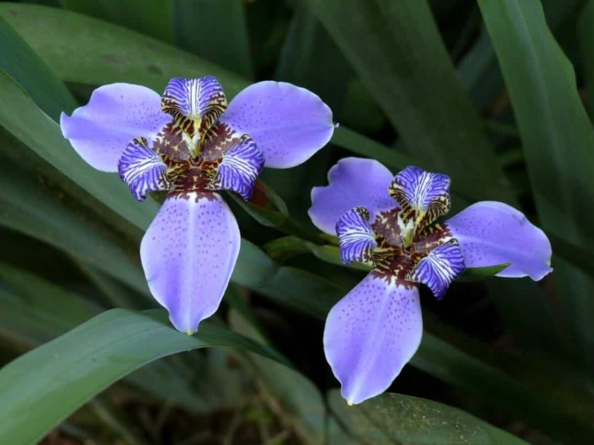 Alkoven Südamerika Das Bett machen planta iris Darstellerin tausend Wahl