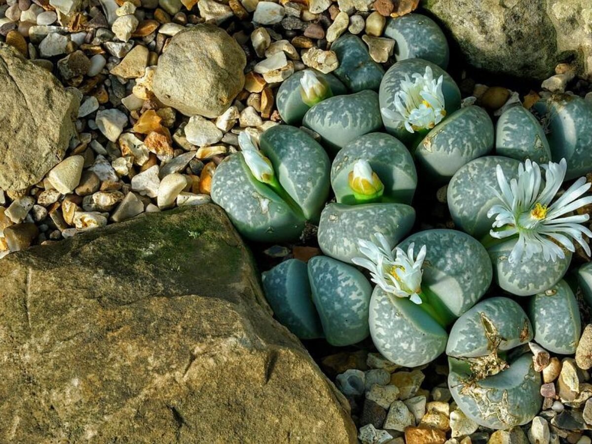 Cacto pedra: características e cultivo! | Flores Coloridas