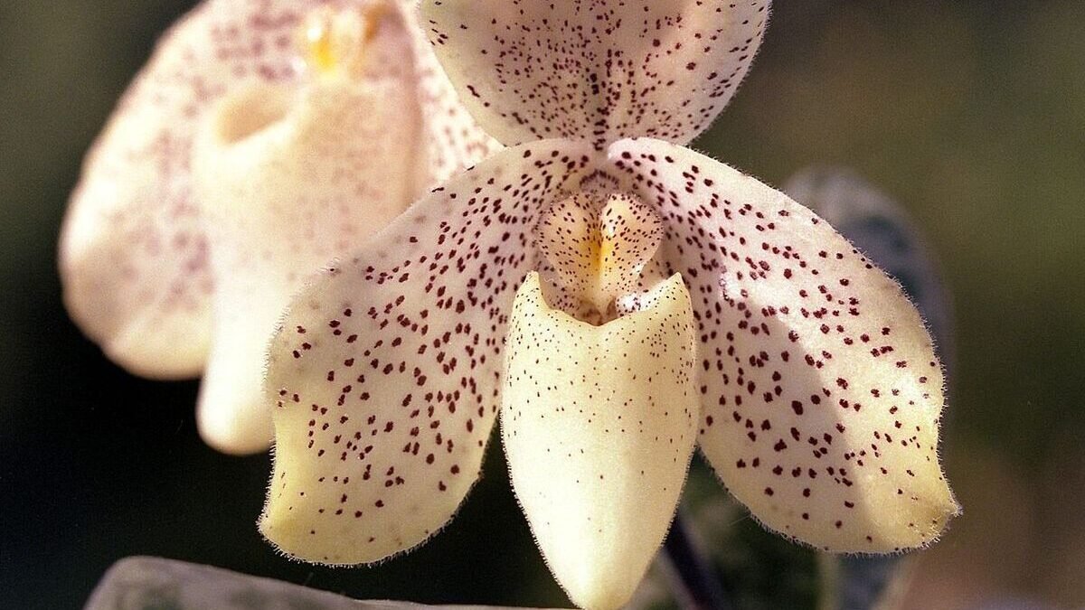 Orquídea Sapatinho: tudo o que você precisa saber! | Flores Coloridas