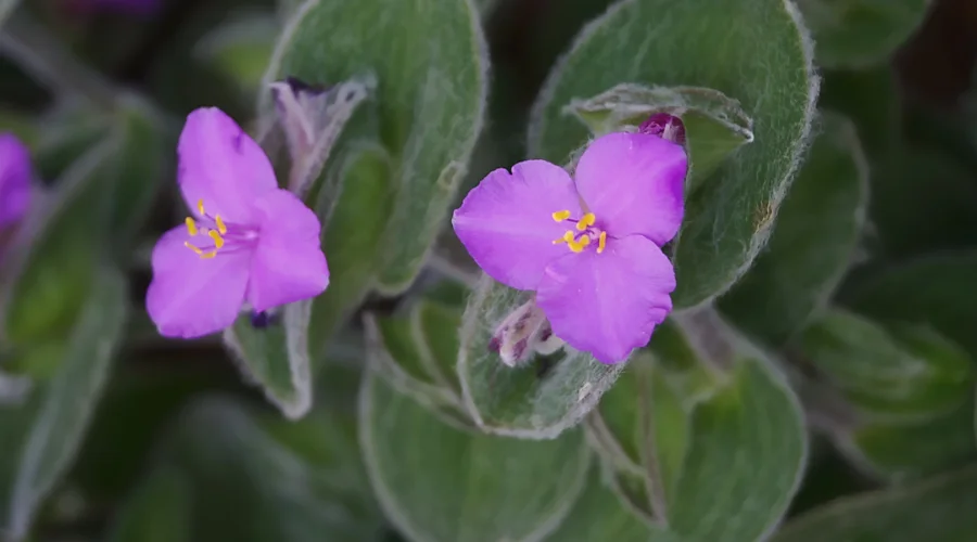 Flores de suculenta teia de aranha em destaque