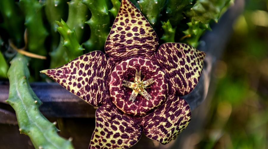 Flor da suculenta Orbea Variegata em destaque