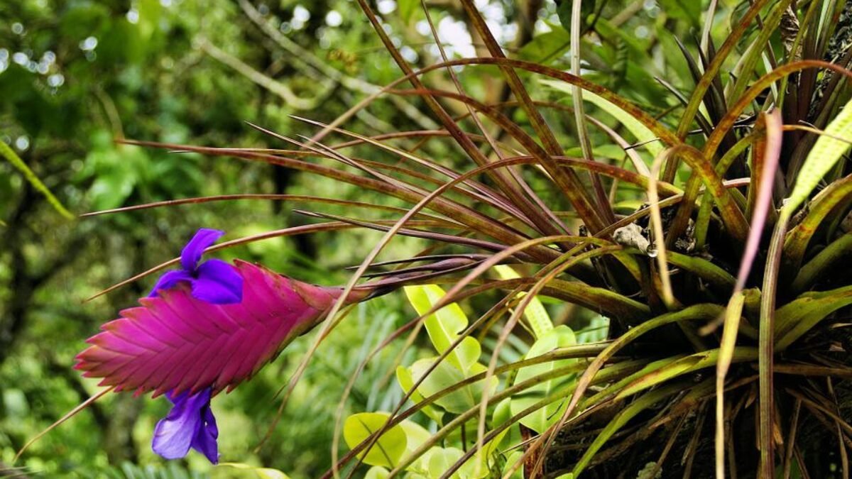 Bromélia Tillandsia: como cuidar? | Flores Coloridas