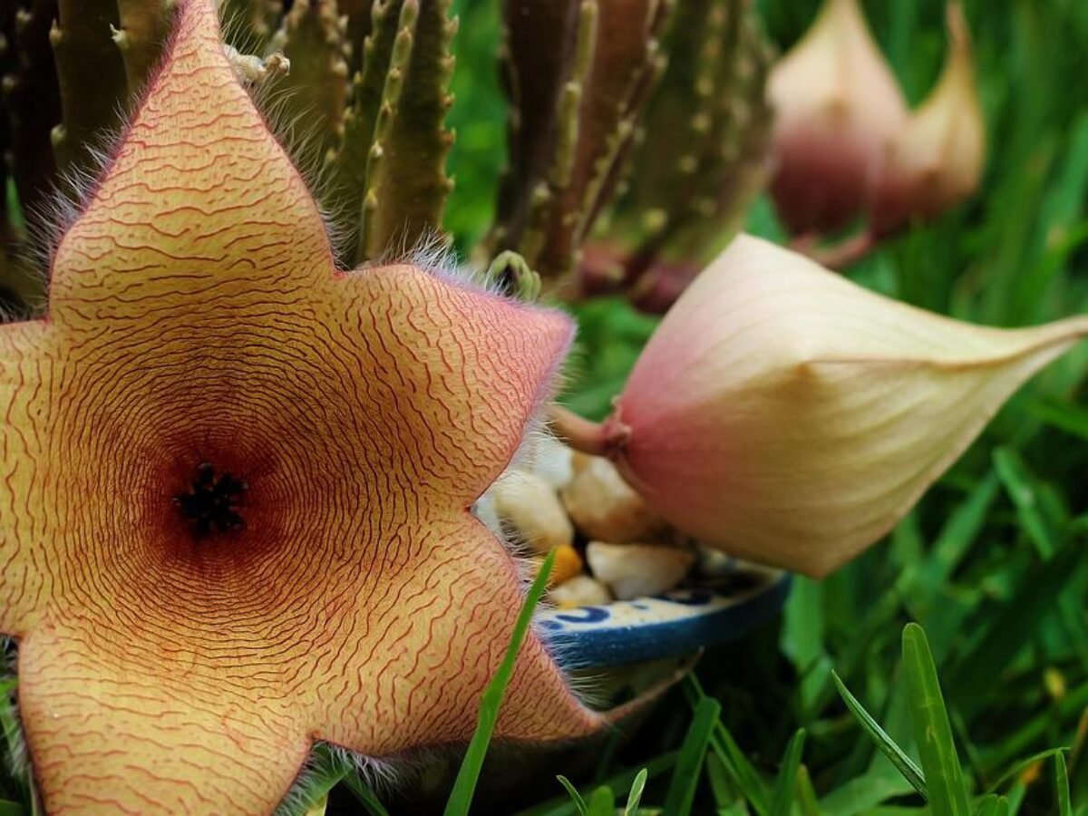 Cacto Estrela: a planta com odor forte! | Flores Coloridas