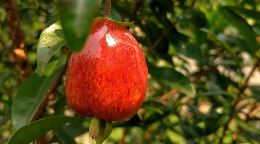 Fruta da cereja do Rio Grande em destaque