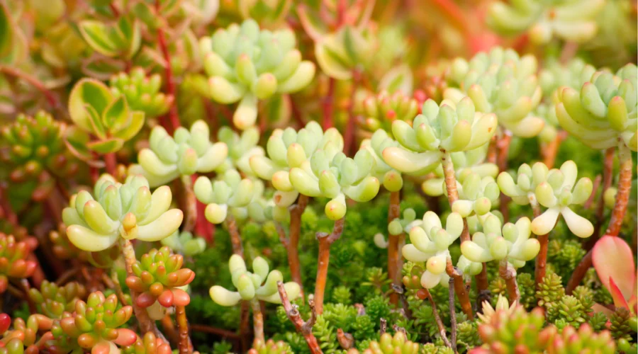 suculenta sedum em jardim