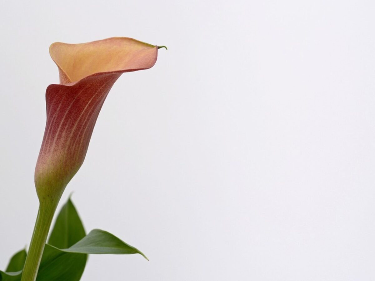 Flor Calla: por que e como cultivar? | Flores Coloridas