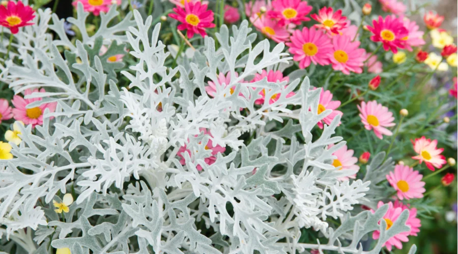 Cinerária marítima em meio a outras plantas e flores coloridas.