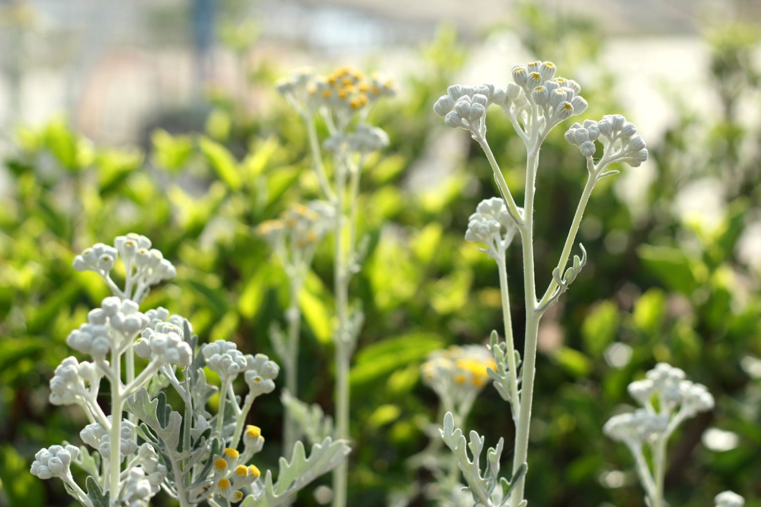 Cinerária marítima: para que serve e como cuidar? | Flores Coloridas