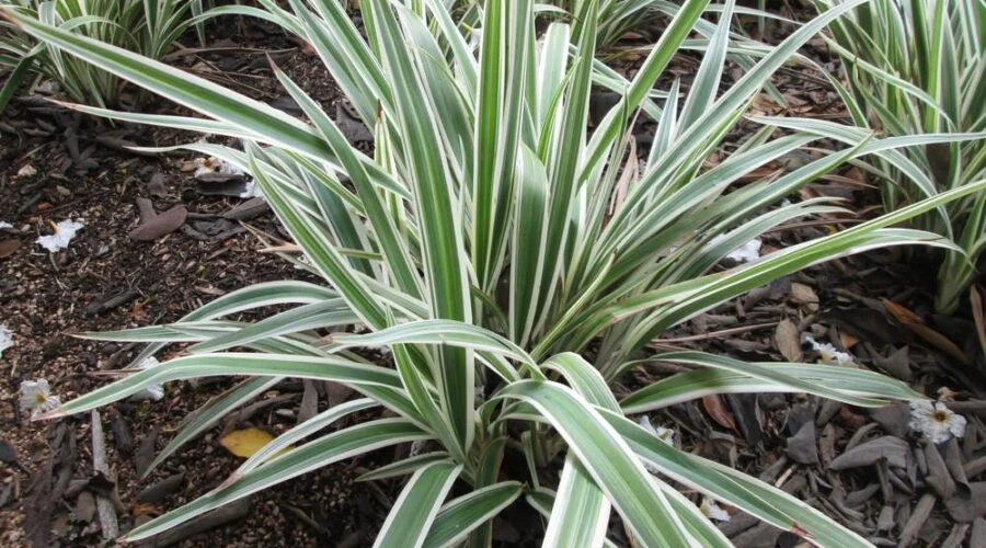 Touceiras de dionela variegata ao longo de um caminho. Fonte: The National Gardening Association