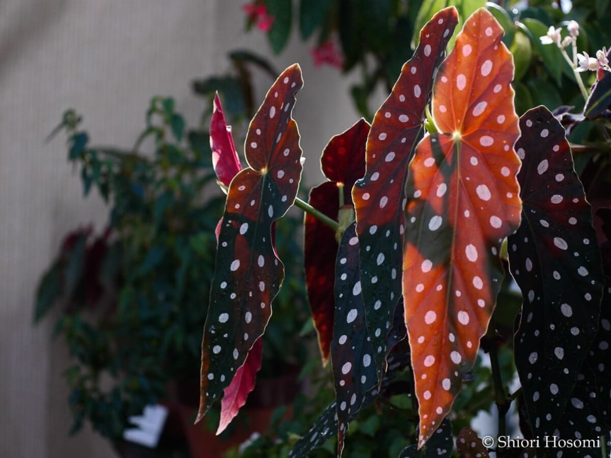 Begônia Maculata: dicas e como cultivar com sucesso! | Flores Coloridas