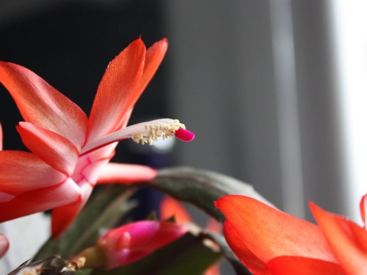 Cacto Orquídea: curiosidades e dicas de cultivo! | Flores Coloridas