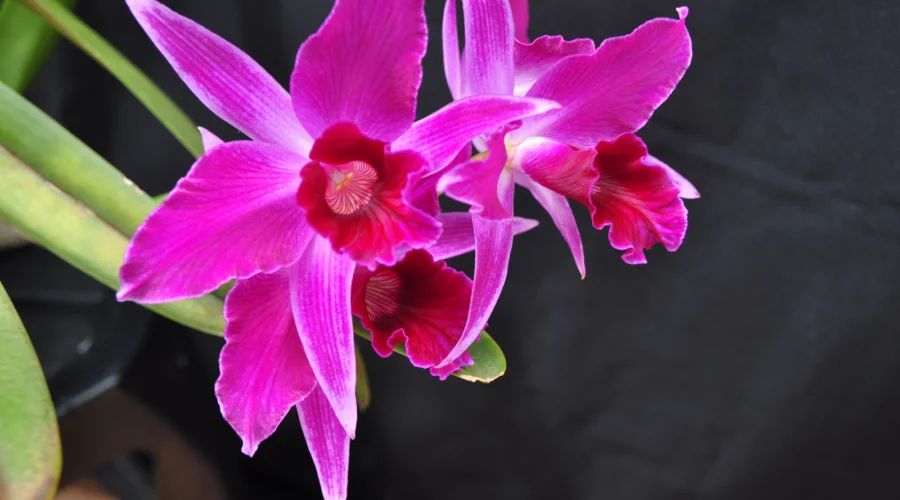 Laelia purpurata rubra em destaque.