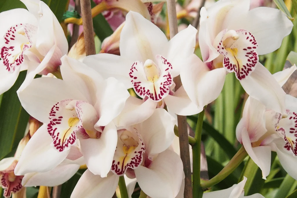 Laelia purpurata carnea