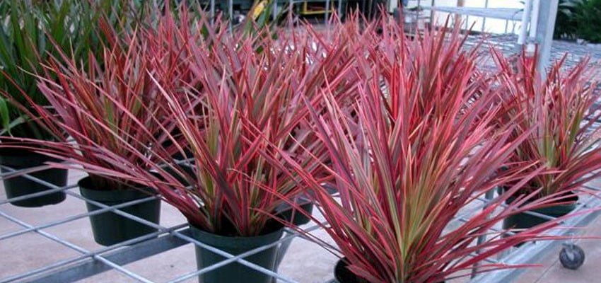 Quais Os Cuidados Com A Dracena Tricolor Confira Flores Coloridas